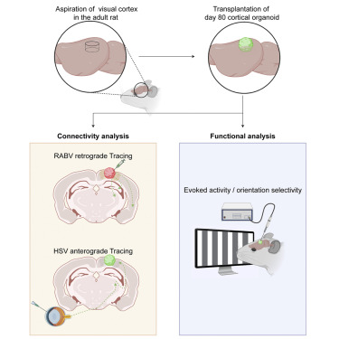 Graphical abstract for H. Isaac Chen, MD's paper published in Cell Stem Cell.